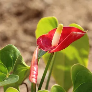https://chalet-las-vinas.in-canary-islands.com